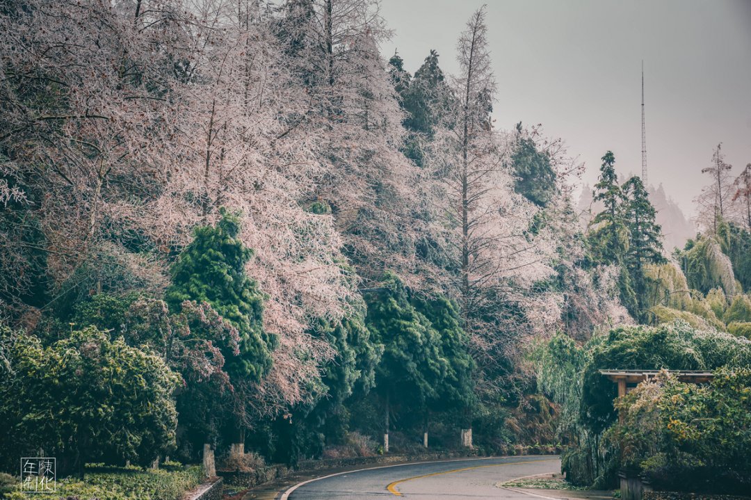 庆元县|不是初雪，胜似初雪，庆元雾凇，宛若仙境！