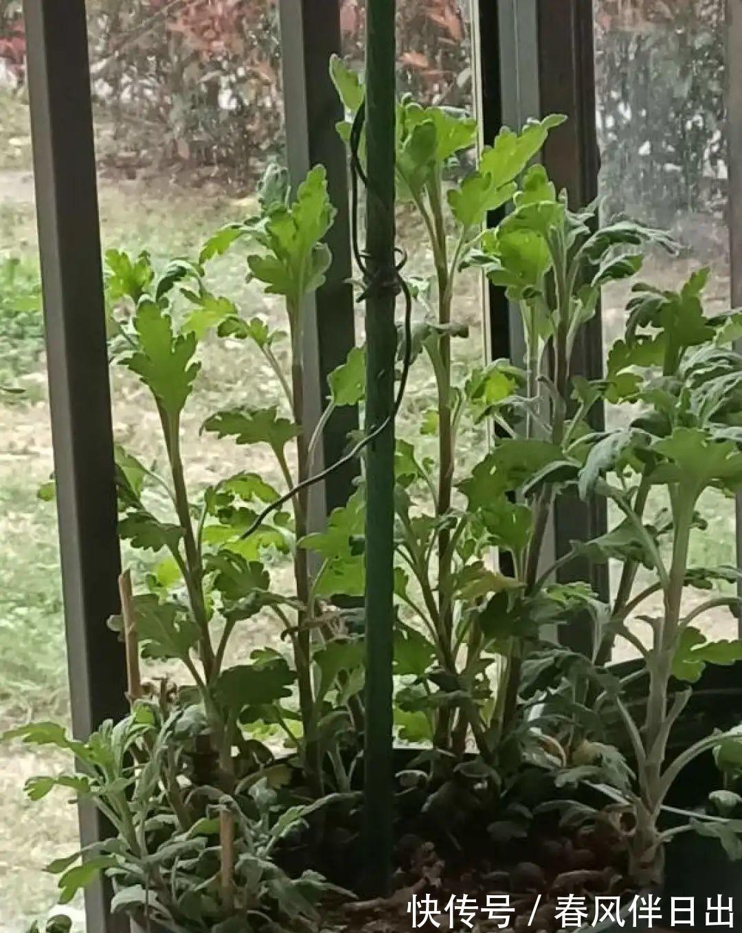 施肥|8种花赶紧剃头,剃得越狠,开花越多