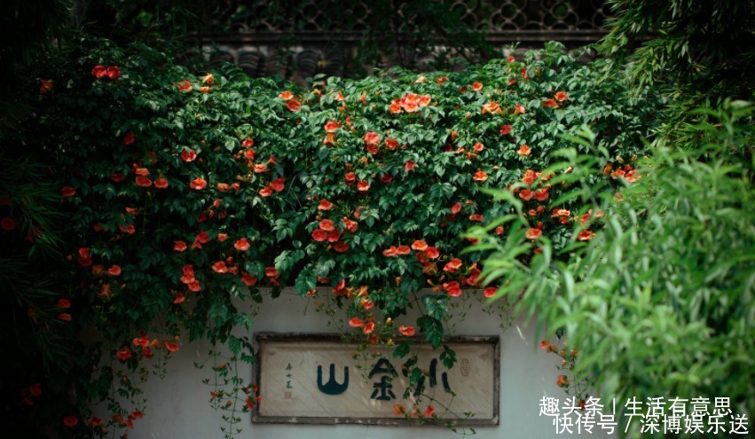 全国|此花，一天不''打''，上房揭瓦！全国能种，沾土救活，教你养护方法