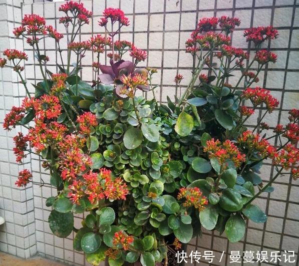 花盆|长寿花盆栽选重瓣品种，这么养护，谁能不喜欢！