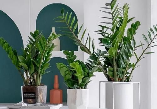 这5种花卉特耐旱，十天半月不浇水都没事