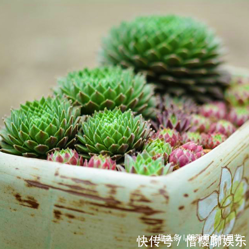 多肉植物|观音莲这样养，不用施肥，一样长满小崽