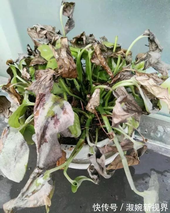 有救|妙招要死的绿萝舍得丢剪一剪，插一插，一个月后爆盆绿油油