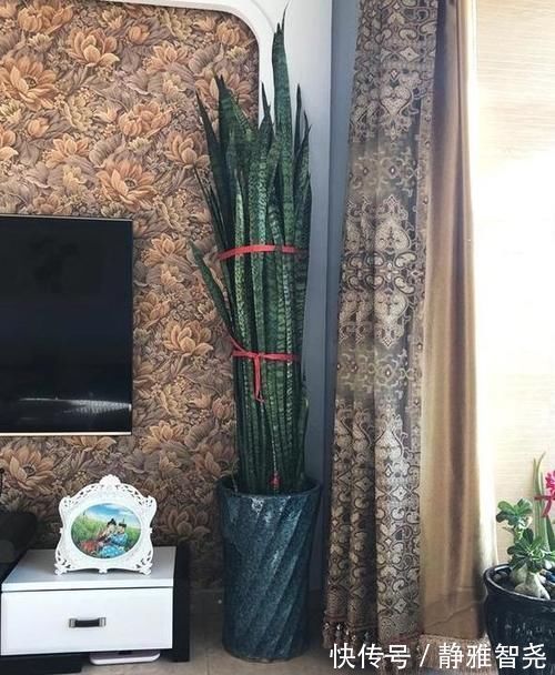 室内放绿萝、吊兰净化空气除臭味早过时了,现在更盛行虎皮兰