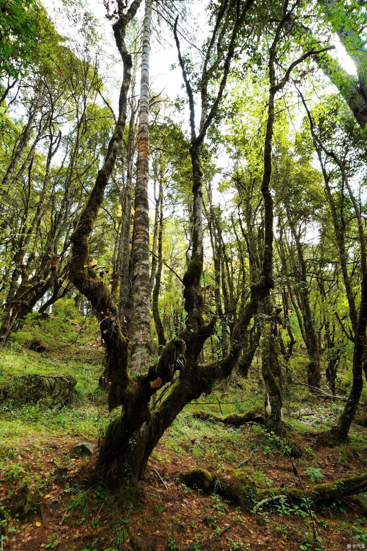 独自自驾游 欣赏最美的岗云杉林 体验环藏之旅的慢生活