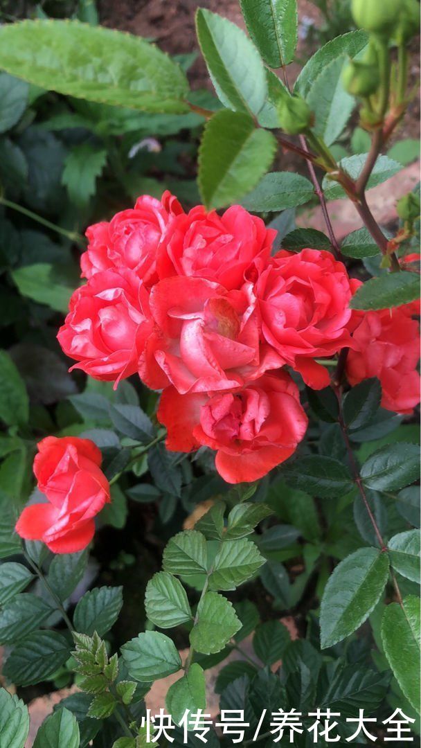 4种花一旦入了品种坑，钱包一天比一天薄，根本出不了坑