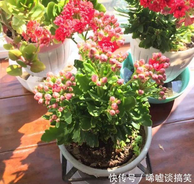修剪掉|冬春养长寿花、蟹爪兰,不能心软,越早下手剪剪开花越多越漂亮