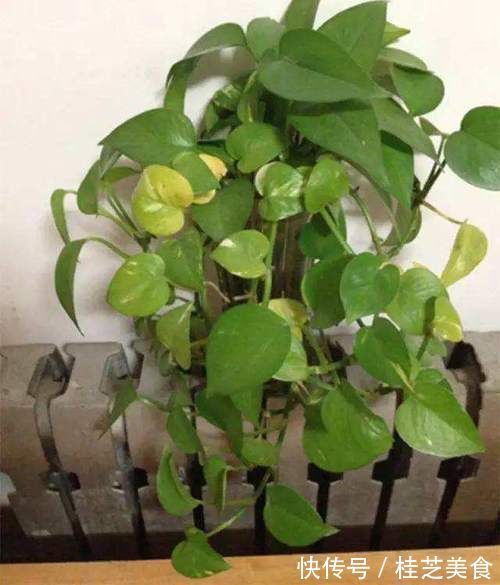 地方|绿萝冬天养,就怕放错位置,室内3处地方要避开