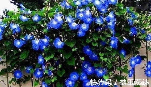 家有小院，一定要做个篱笆墙，美的世间少有！