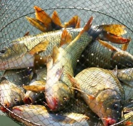 钓友|野钓水广鱼稀找鱼窝,就用这6招,一找一个准~