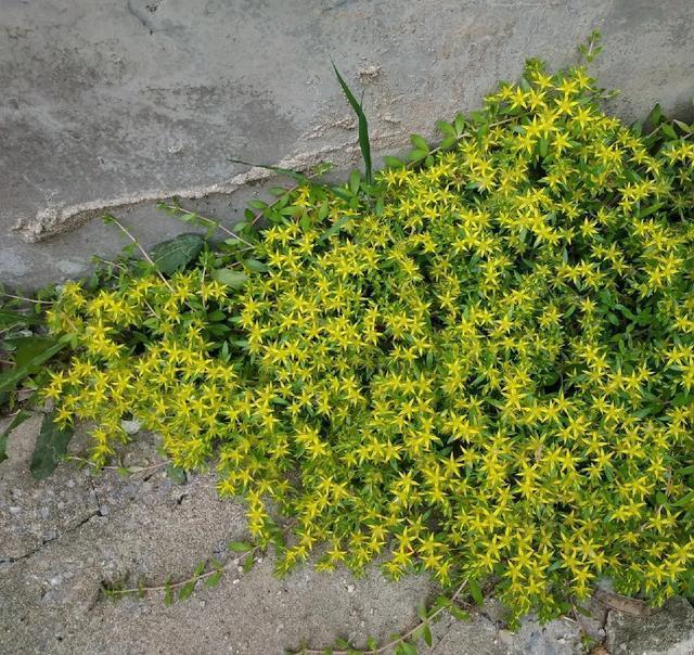 朱顶红|真正的花坚强，墙缝、地缝都能长，开花特别旺！
