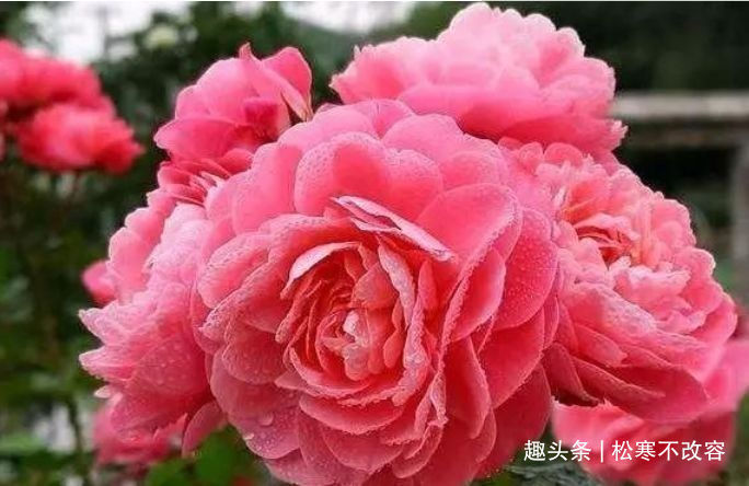 新手养花难这些花卉好养易开花，极其耐旱耐寒，爆盆快