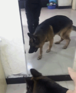 |搞笑GIF：嫂子你听我解释 事情不是你想象的那样