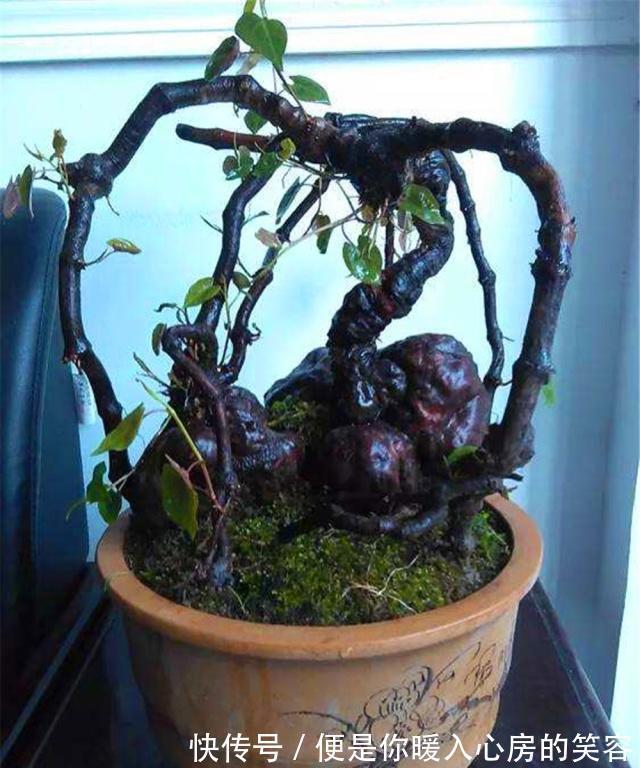 铁皮石斛|4种“名贵中药”做盆景,一养就是30年,土豪出价“5万”都不卖!