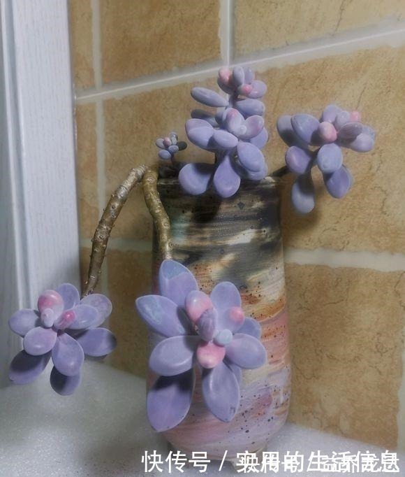 多肉植物|养不死的“桃蛋”，用“小陶盆”养，爆盆快，60天成老桩！