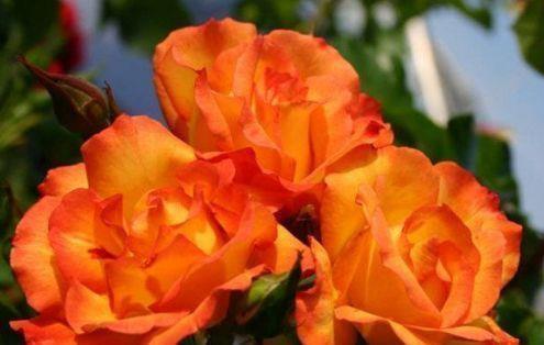 农历|农历7月16日开始,养这几款植物,花色绚丽夺目,开花美长势旺