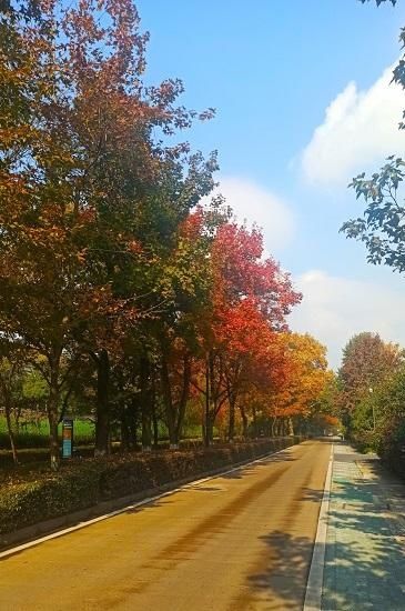 秋日|西湖以南，秋日“最美”道路鉴赏