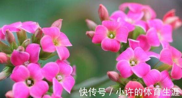 花盆|长寿花这样养，一年就能养成老桩
