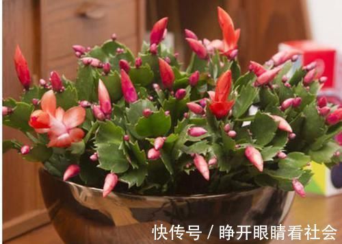 11、12月逛花市,2种花便宜也别买,回家养不活,白花钱