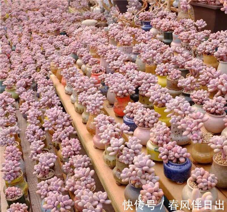 最受欢迎的六种多肉，看看你家养了几种