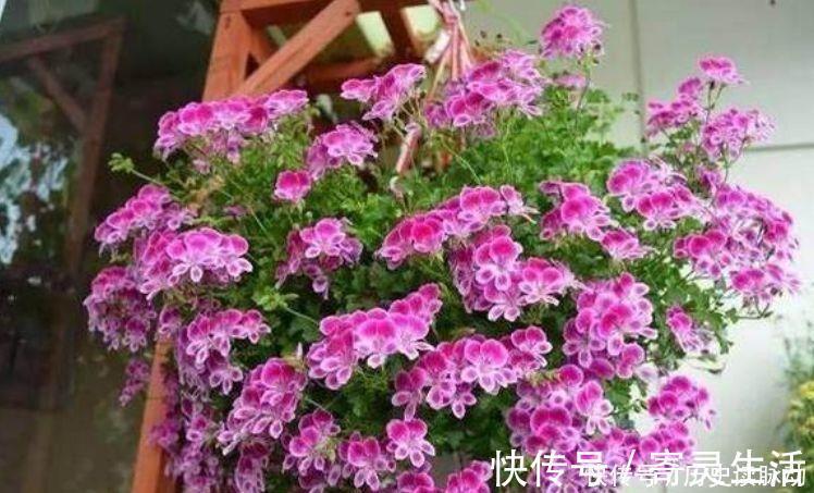 4种花芳香四溢，沾土就活，遇水就疯长，不怕养不活