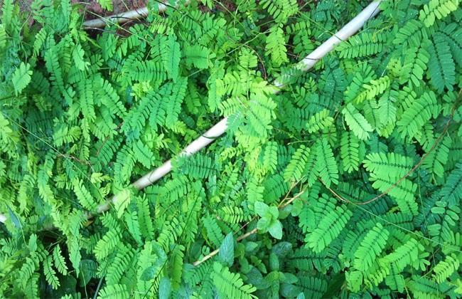 野草|农村一种清香树叶，嚼2片就能去口臭，夏天叶子泡水“清热解暑”