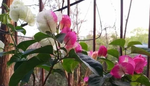 家里养“5种花”，要多“晒一晒”，根壮叶绿、开花不断