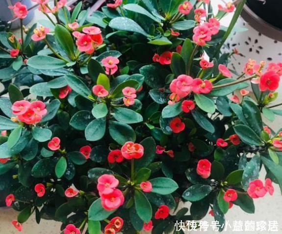 不喜欢太折腾，就养3种花吧，不管天气如何多变，都能长得旺