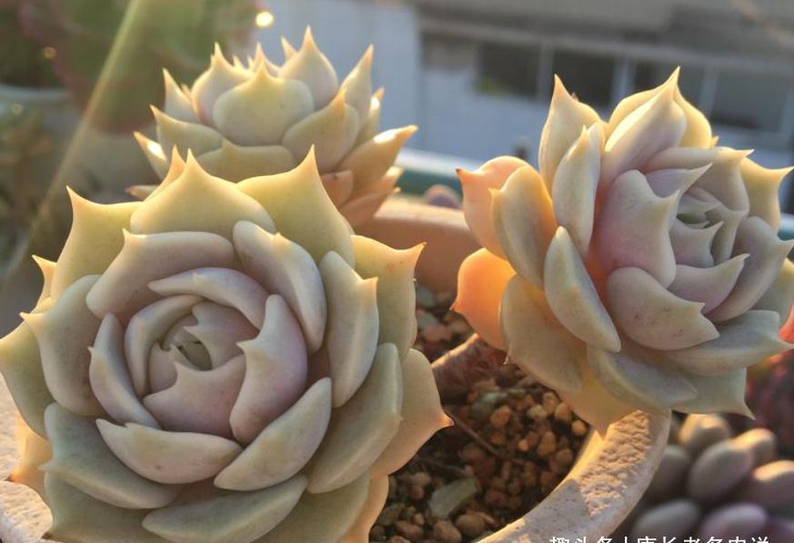 多肉露娜莲颜色粉紫,栽种简单,就是易生侧芽,眼看盆又装不下了