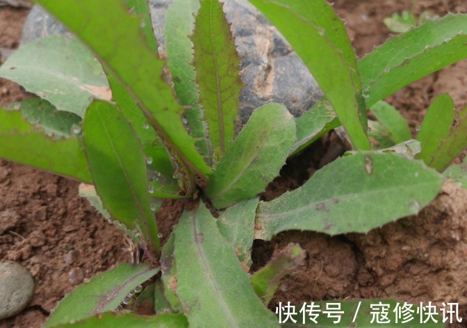 清热解毒|乡村常见的4种野草,还是清热解毒、利尿消肿的好帮手,值得一看