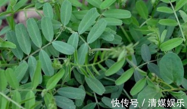 四金刚|野菜中的“四金刚”,钙含量是牛奶的2倍,吃过的人都说营养高