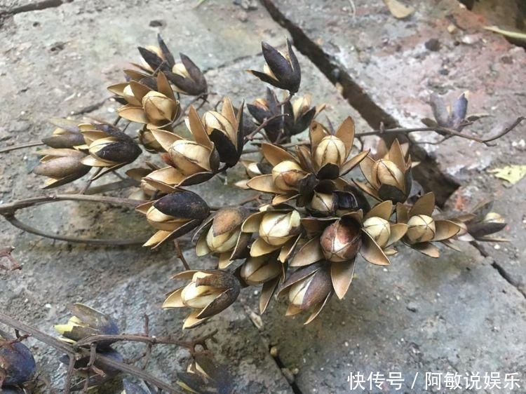 香椿树上结的果实叫啥名有人花钱去农村收集,有什么用吗