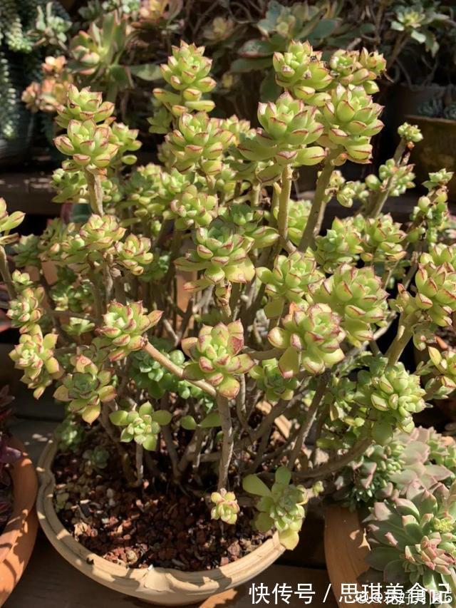 酥皮鸭|十几年的多肉“妖精”,自然老桩头,造型太美