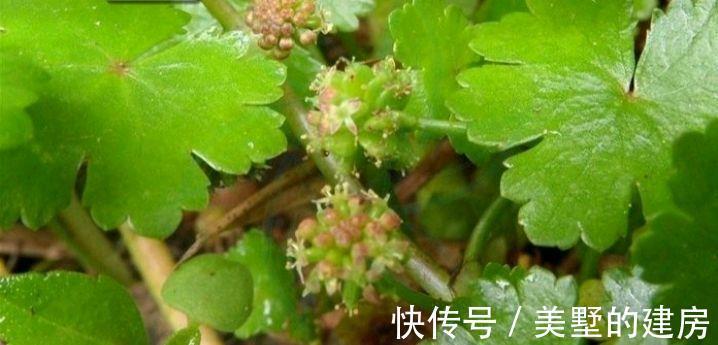 鹅不食草|名字叫“鹅不食草”的植物有哪几种,你知道吗?