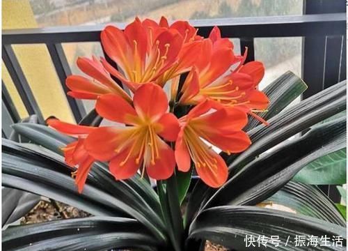 张大爷|张大爷养君子兰，白天喝口酒，晚上闷上头，20天窜出大花箭！