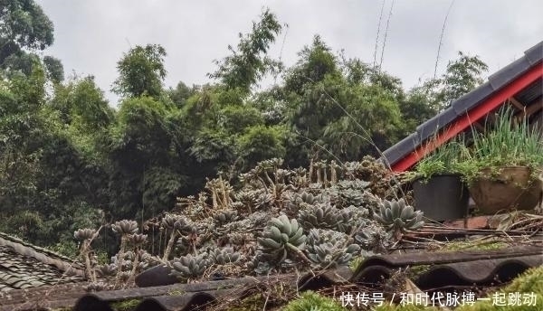 这里的多肉不要钱,长在房顶瓦缝里,还是漂亮大老桩