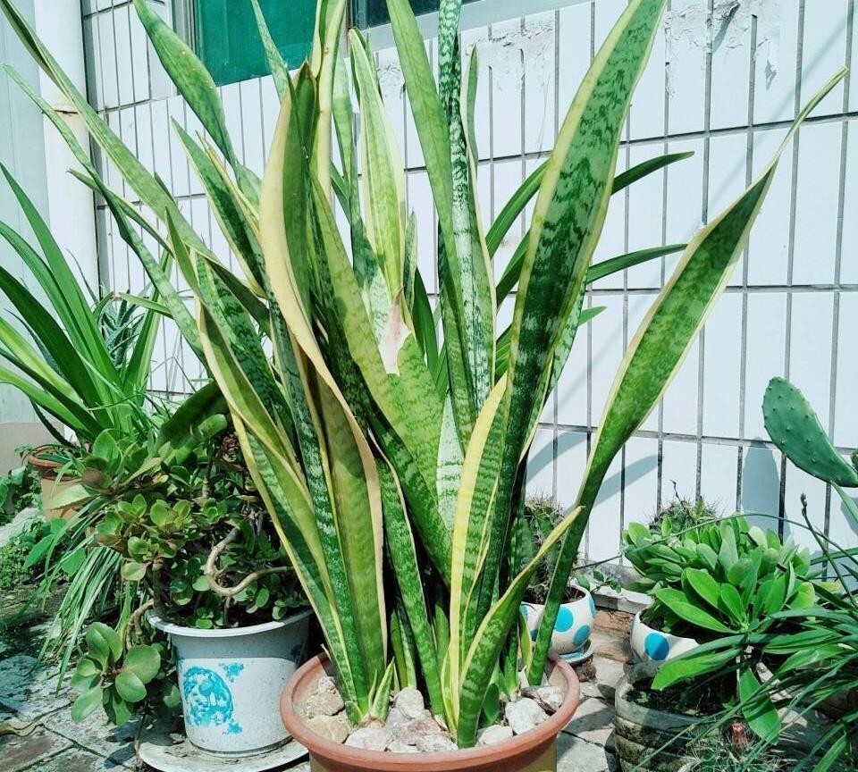 安置|养花人不可不知的知识盆栽此3款绿植,旺家旺人