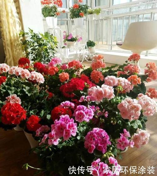 1米宽的防盗窗,养上3种花,姹紫嫣红,开成小花园