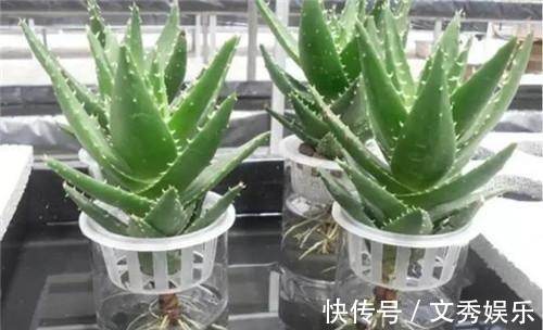 多肉怕水其实错了!5个科属的多肉“水培”以后,会长得更好