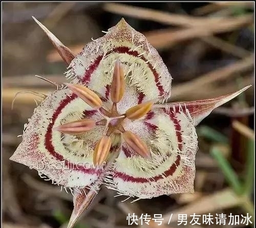 奇花、奇花、奇花、罕见奇花,赶快打开欣赏吧