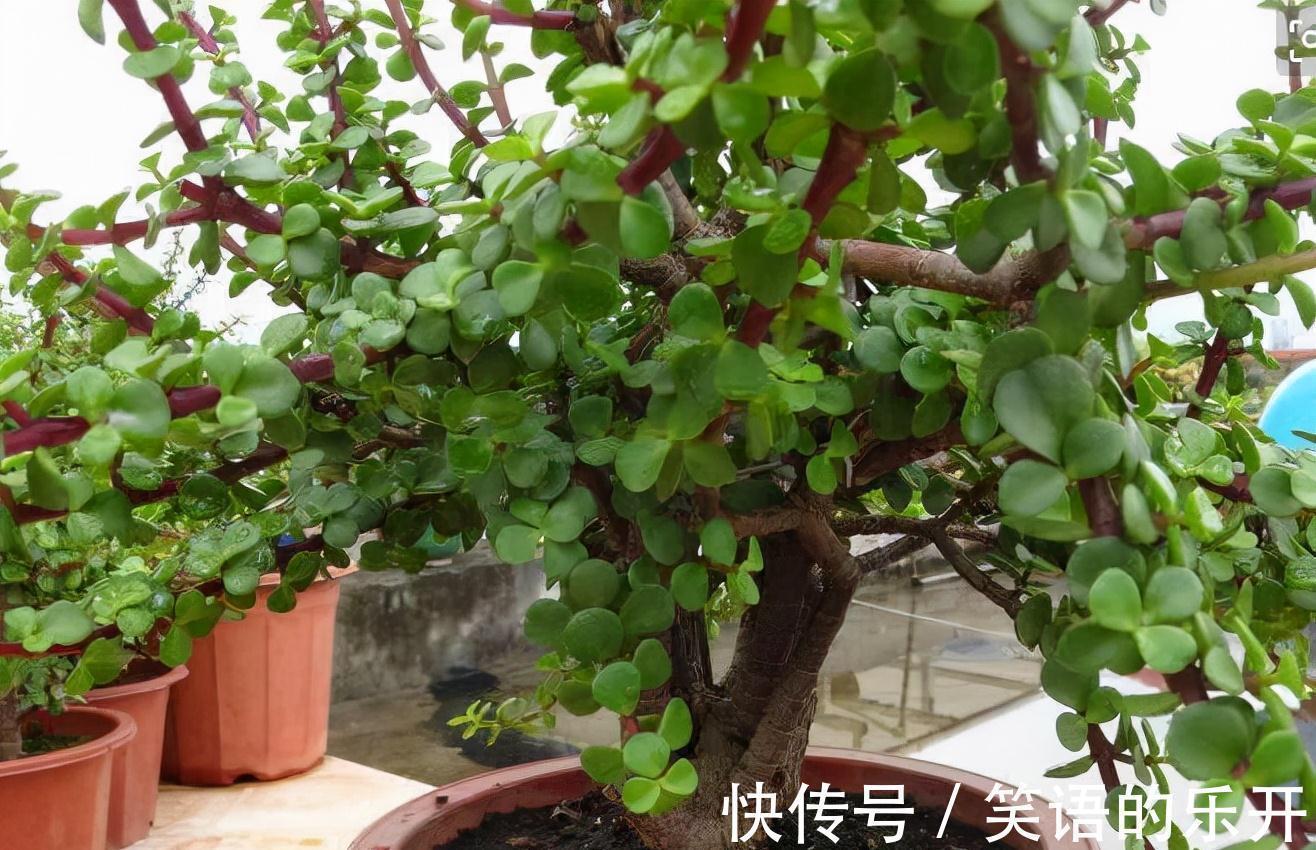 积水|适合“干养”的11种花,天冷更加要控水,不然难过冬