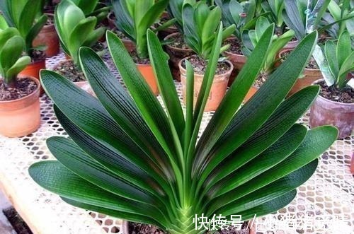 君子兰|大姐养了七年君子兰，只用3种营养肥，不花大钱也能爆盆开花！