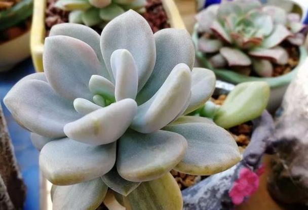 盆栽多肉植物,该如何养出好状态紧抓4方面,长个快、不黄叶