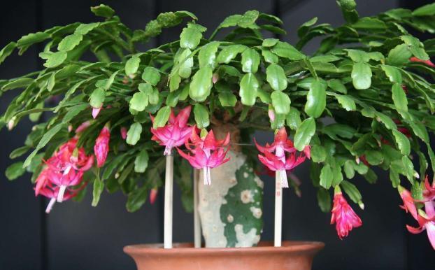 蟹爪兰|秋冬最适合盆栽蟹爪兰,满足3需求,一茬接着一茬往外窜花