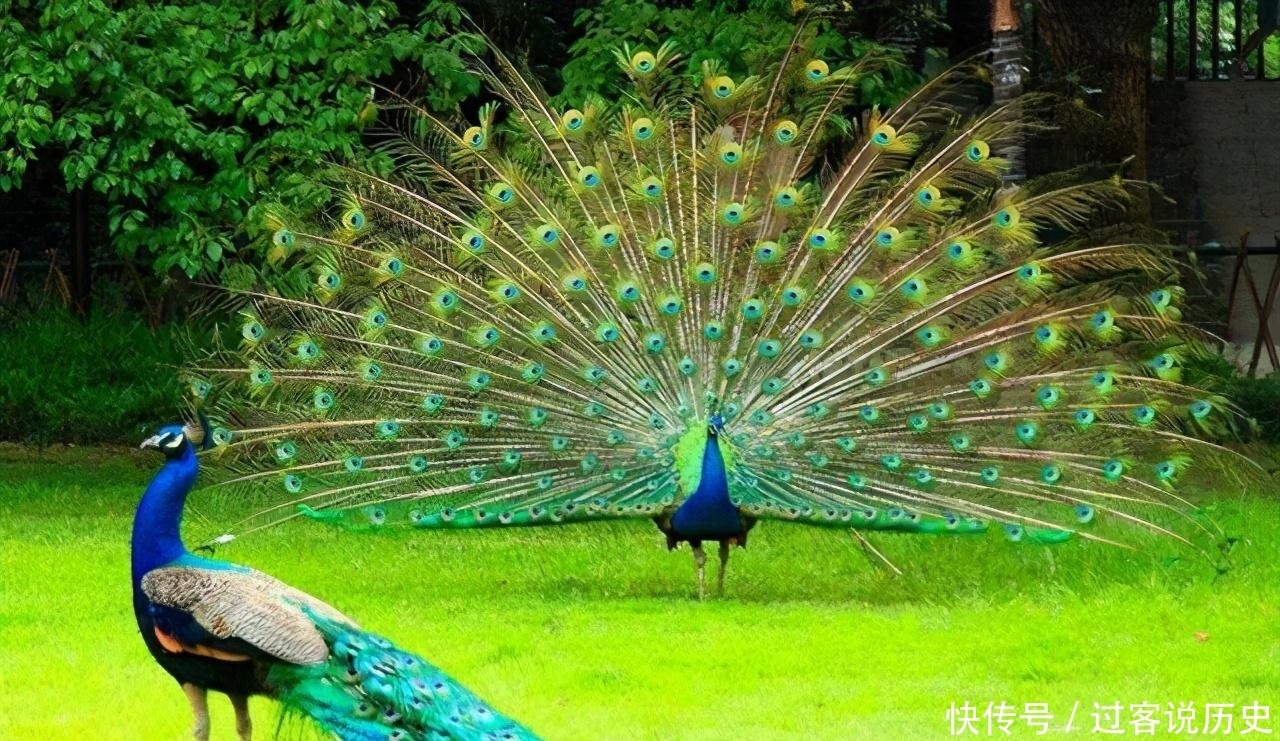 山海经|山海经:5种寓意吉祥的异兽,1鱼2鸟2兽,其实现代也都能见到