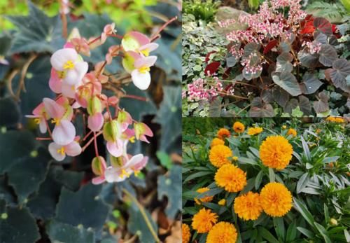 阳台小型草花选这5种，只要光照充足，就能变成“开花机器”