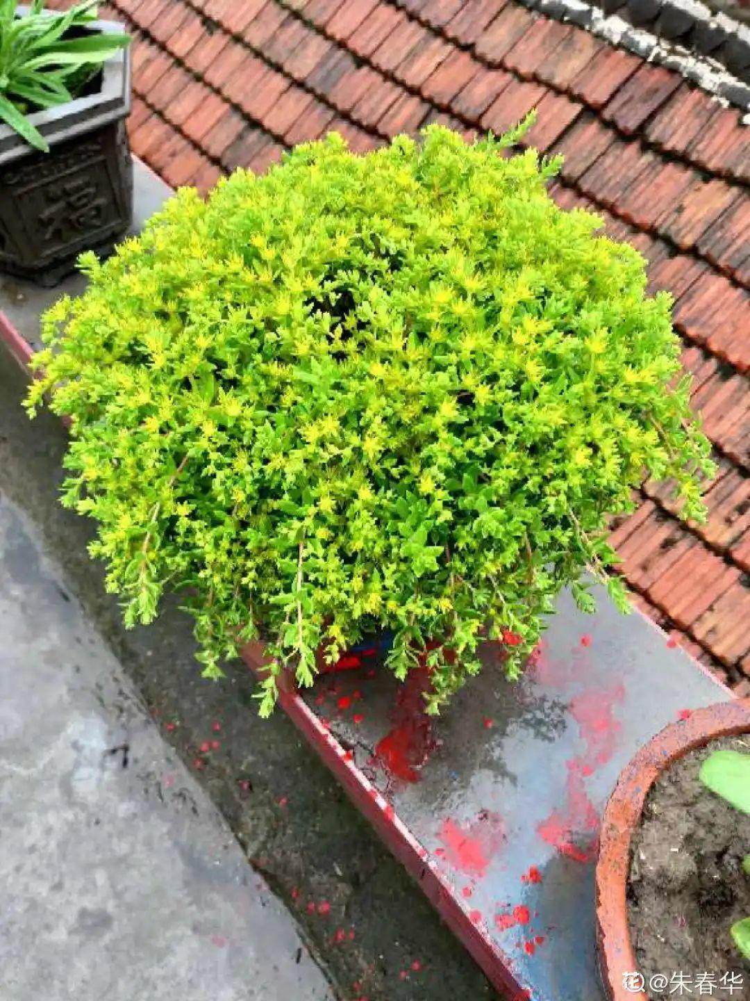 9种花真是老酒鬼,5天一小杯,叶子绿得像打蜡!