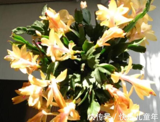 蟹爪兰开花期间叶片干瘪发蔫,花苞打不开,是什么原因造成的