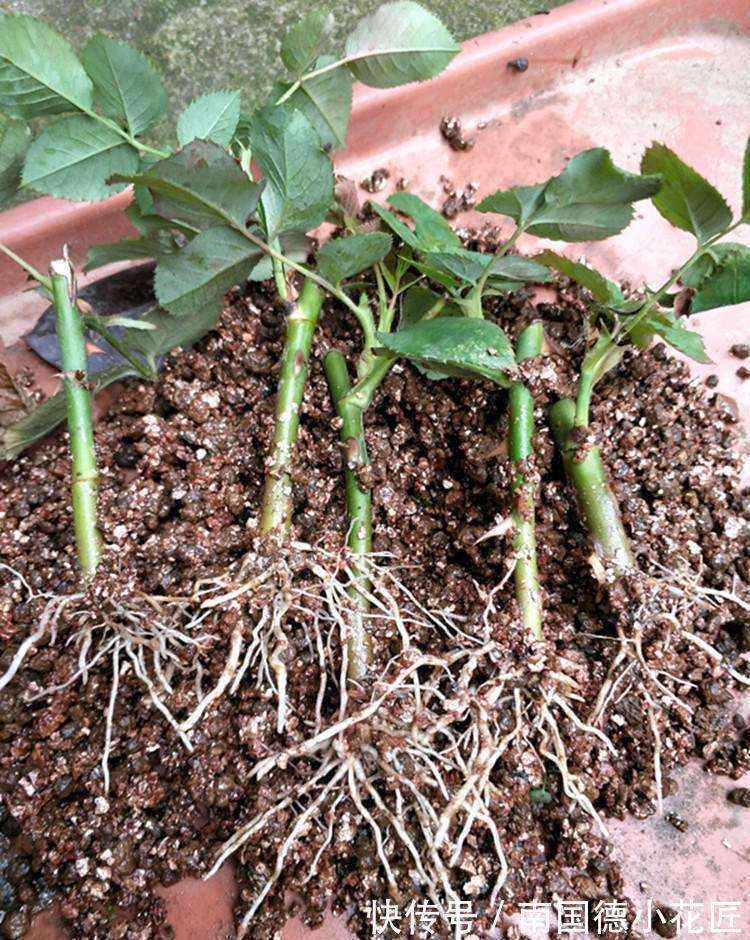 秋天|5种漂亮花，立秋之后快扦插，天凉快，生根快，成活多