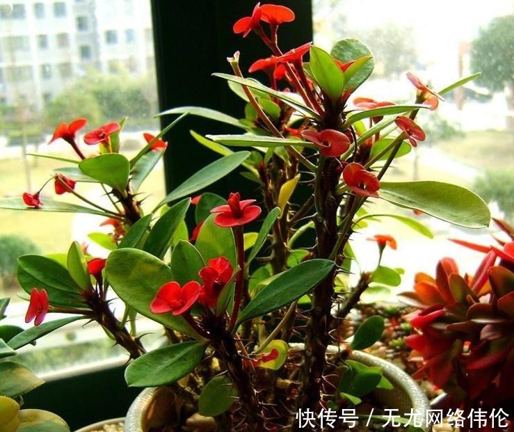 虎刺梅|“它”才是名副其实的“开花机器”,耐寒又耐热,好养又漂亮!